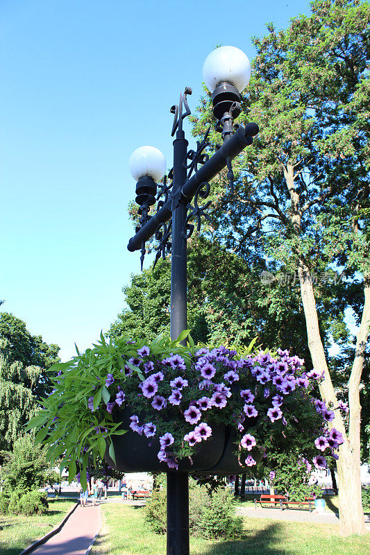 城市公园里挂满鲜花的灯笼