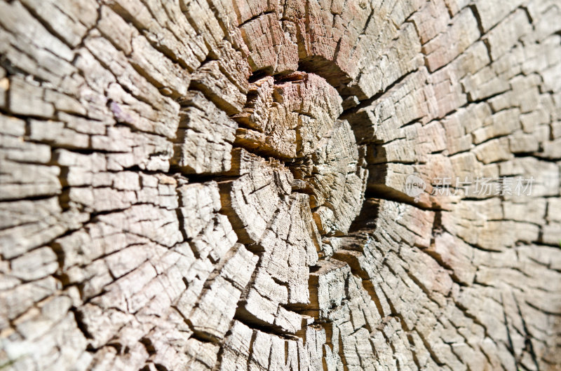 被伐倒的树桩——树干的一部分