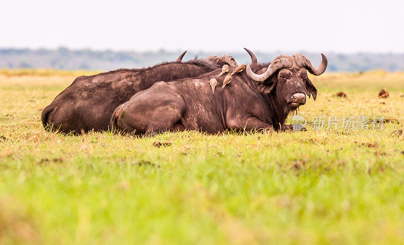非洲水牛休息