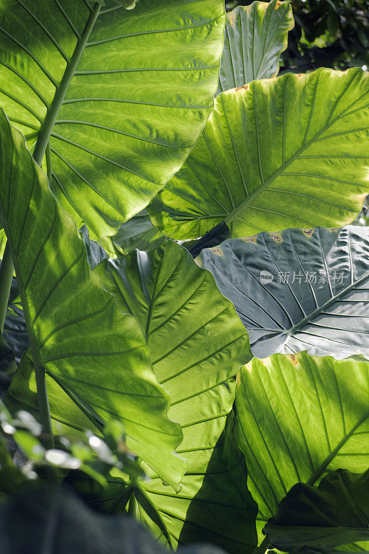 热带落叶背景