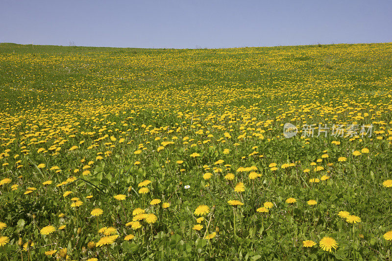 美丽的黄色蒲公英草地在早春