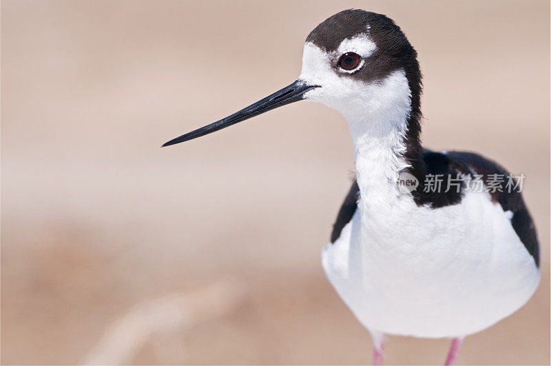 黑颈鹤等支撑物特写镜头