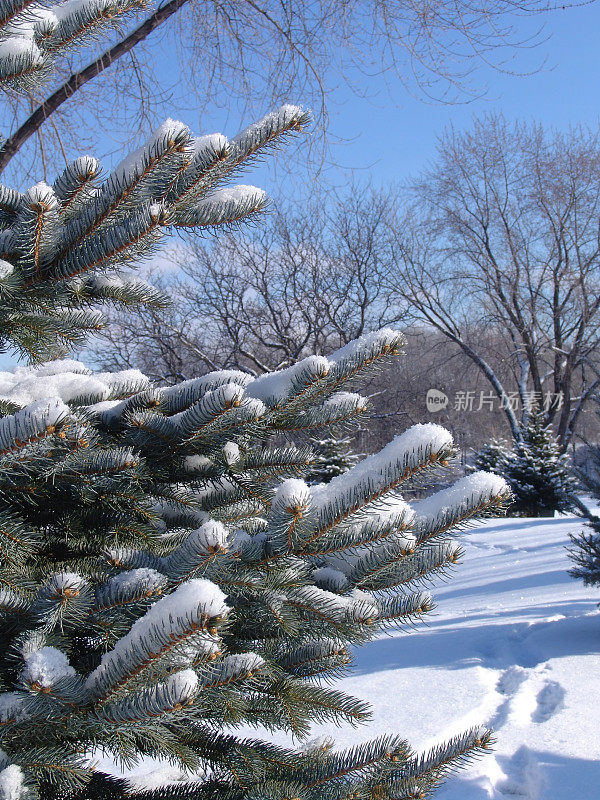 白雪覆盖的松树树枝和针的特写。