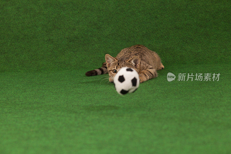 猫看足球