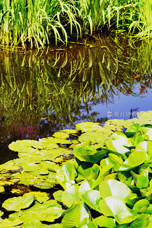 莲花池