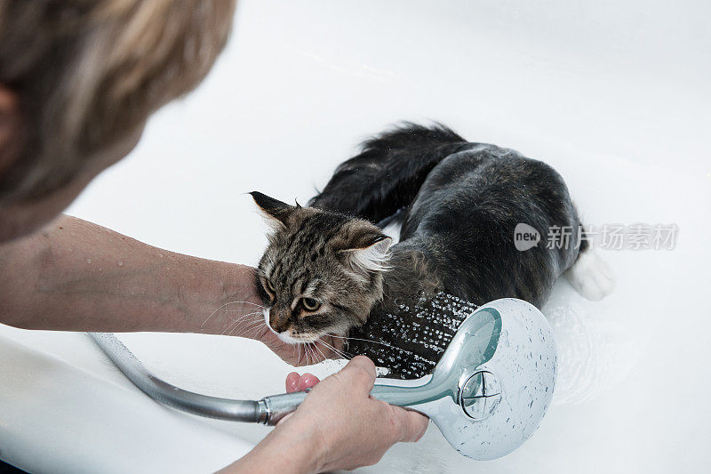 西伯利亚森林猫正在洗澡