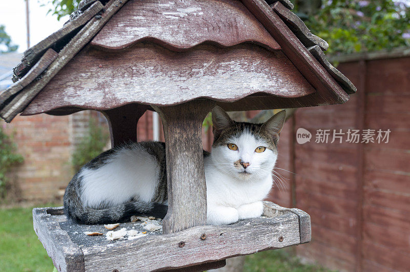 猫睡在喂鸟的桌子上