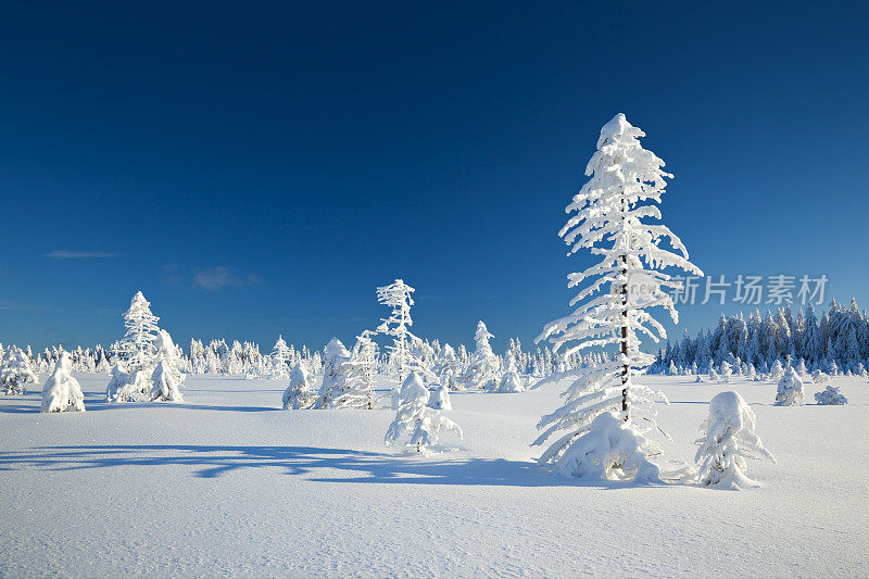 野生的冬季景观与云杉覆盖的雪