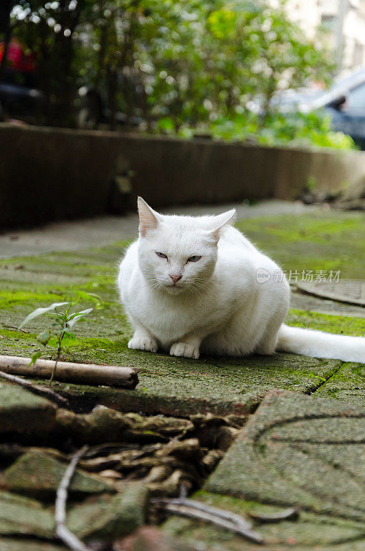 未驯服的猫