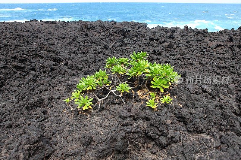 在冷熔岩上种植-留尼汪岛