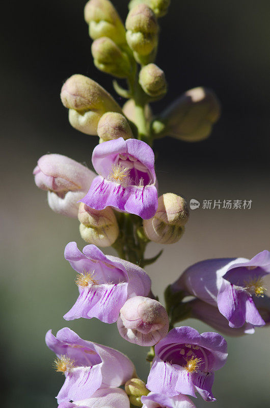 帕尔默的胡子舌或粉红色的Penstemon