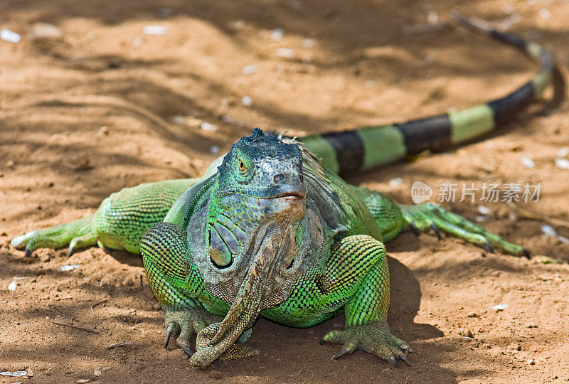 绿鬣蜥