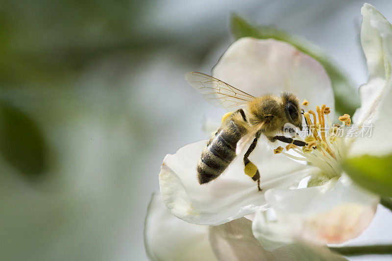 蜜蜂在苹果枝开花