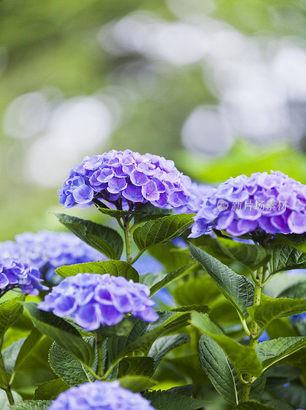 花园里的紫色绣球花