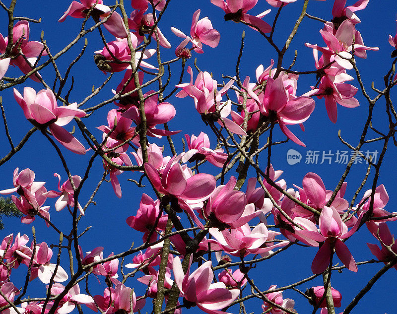 粉红色的玉兰花生长在大树上，蓝天