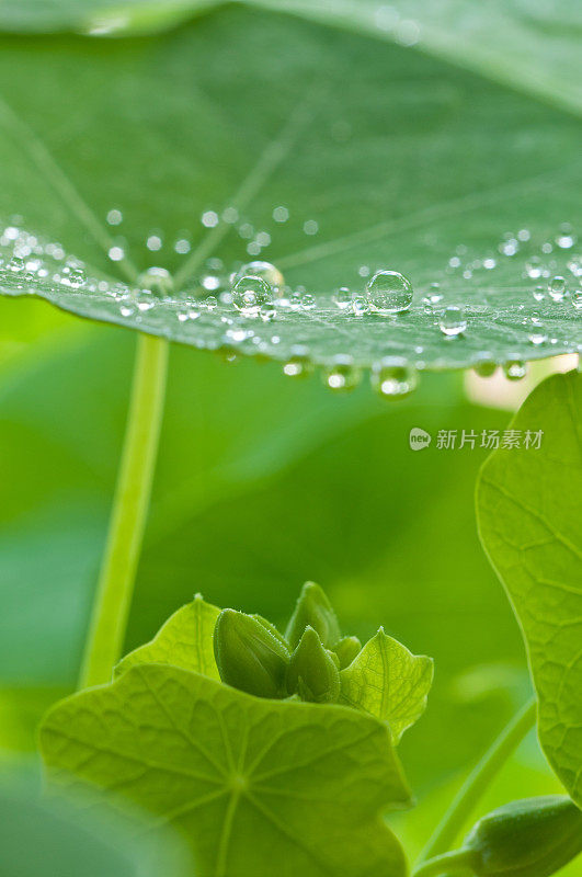 水滴落在绿叶上，像荷花一样