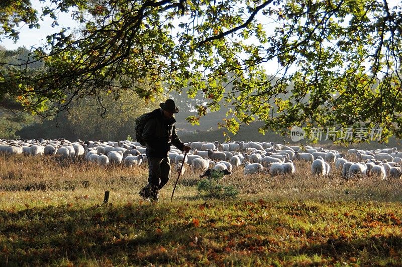 牧羊人带领他的羊群