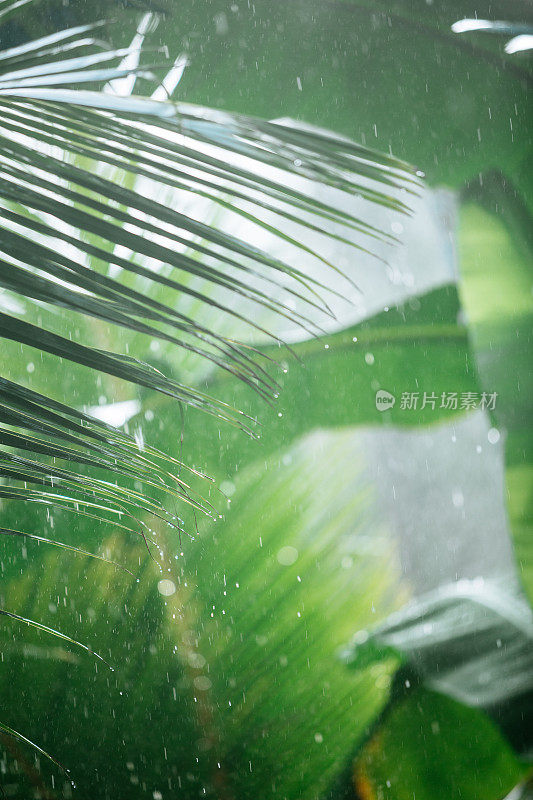 热带雨林中的雨水