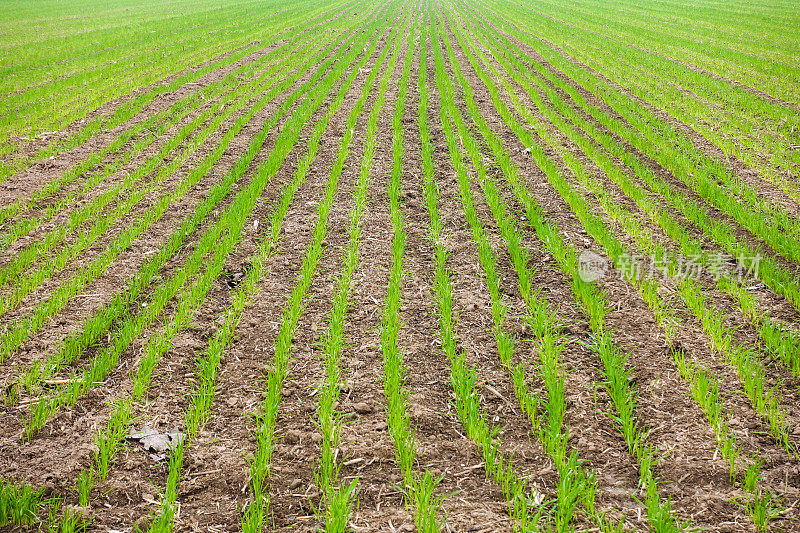 小麦幼苗在土壤中生长