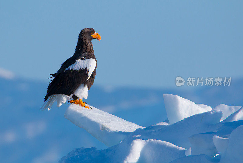 海斯特勒的鹰