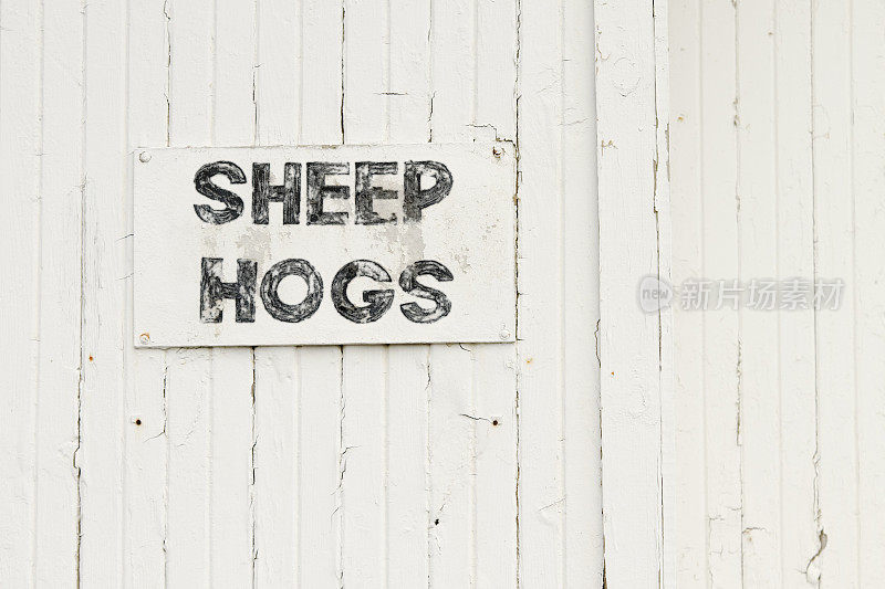 油漆褪色的木制阿米什拍卖谷仓，上面写着:绵羊和猪