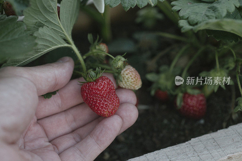 自家种植的草莓正在检查是否成熟