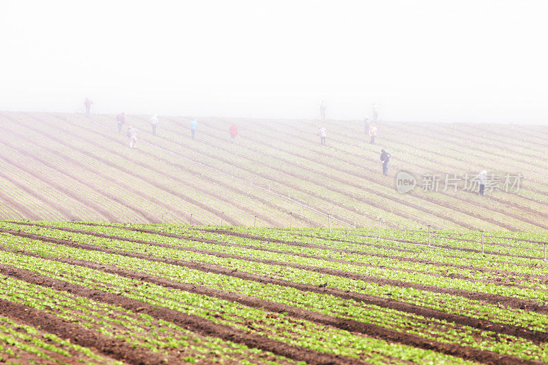移徙的农场工人使农田蒙上雾