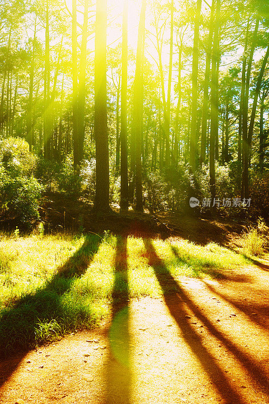 早晨的阳光透过森林中的松树，形成了斑驳的阴影
