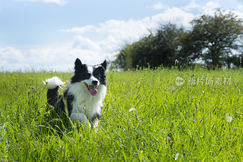 一只边境牧羊犬在绿色的田野里欢快地奔跑