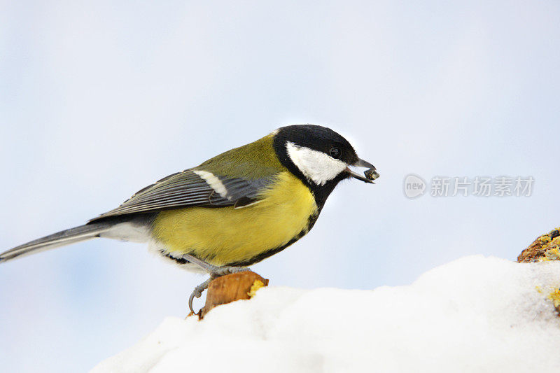 雪中的大山雀