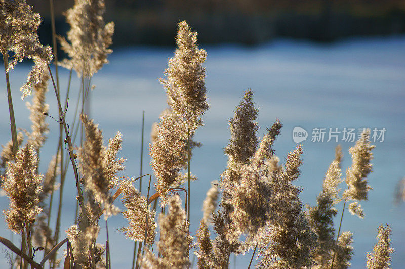 冬天池塘里的芦苇