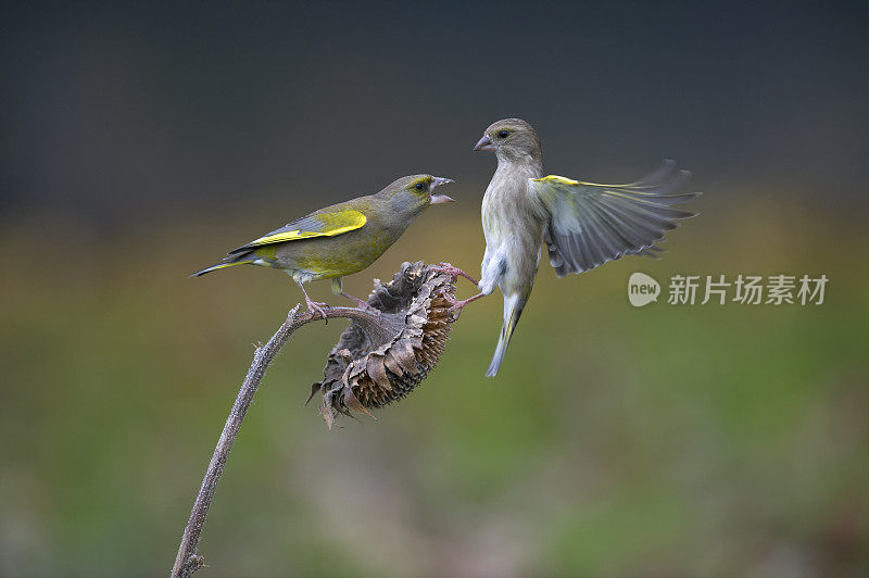 “小金翅”(Carduelis版图)