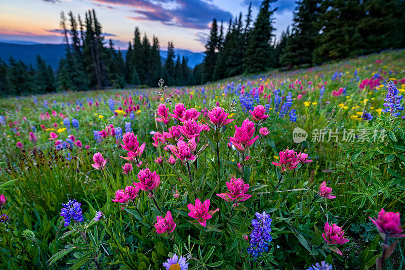 日落时分，山间草地上的野花