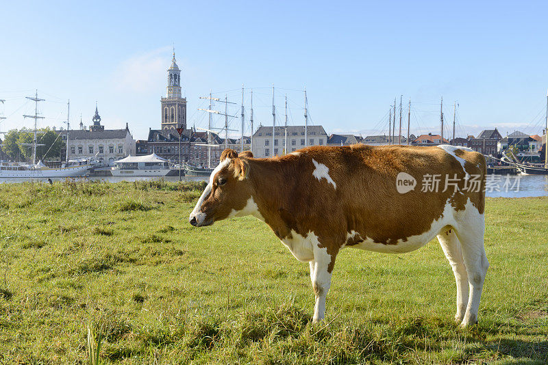 在Kampen前面的IJssel河边吃草的奶牛
