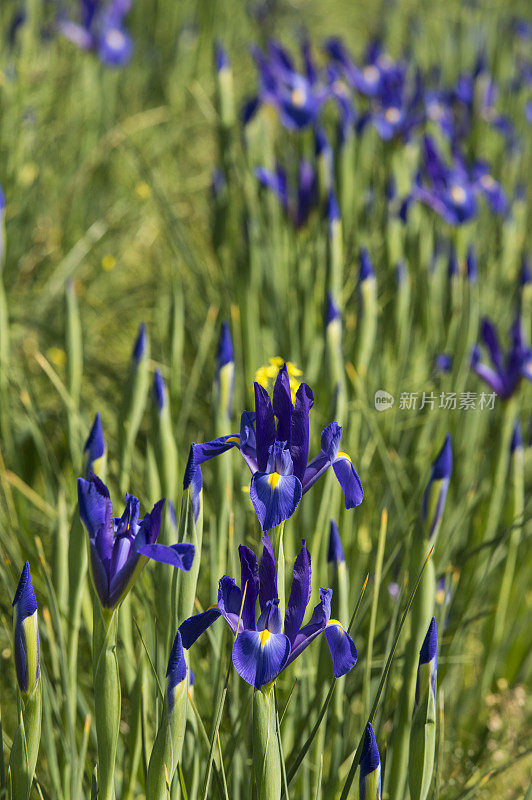 在苗圃地里开花的蓝色有机鸢尾特写