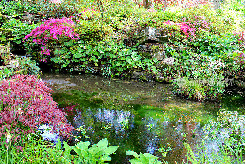 花园池塘边的杜鹃花和日本枫树