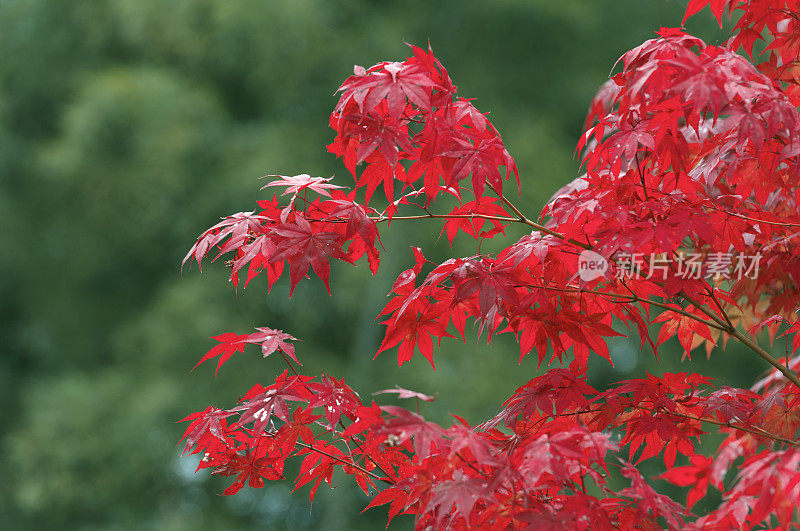 红色的日本枫树叶子在秋天的颜色。