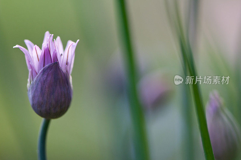 韭菜韭菜的花头