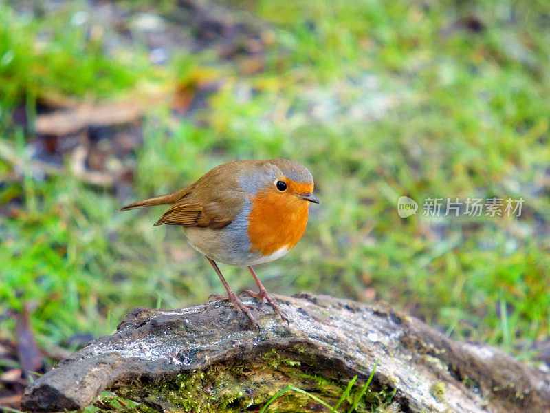 罗宾(红心rubecula)