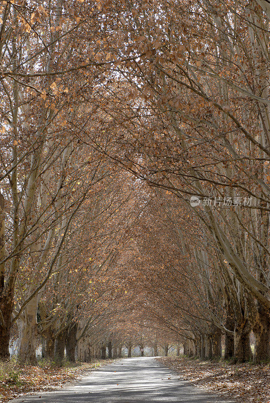 秋天的树木形成了一条乡间小路