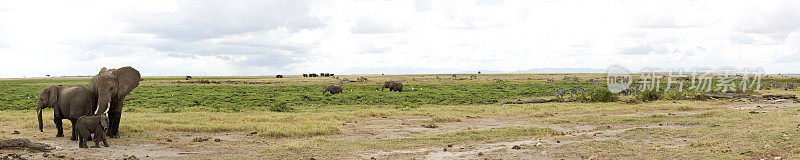 针线画的非洲大草原象家族全景，安博塞利。