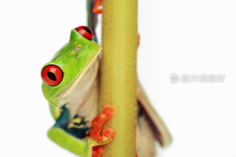 红眼的Treefrog