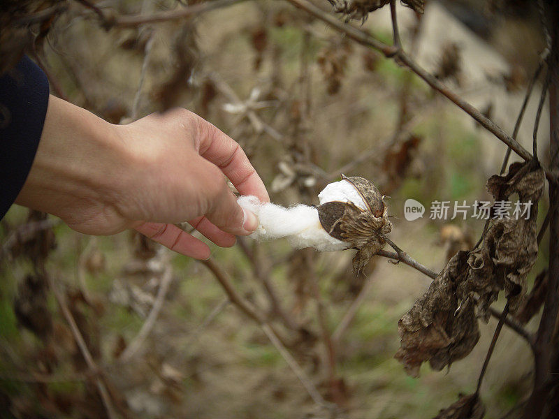 棉花收获