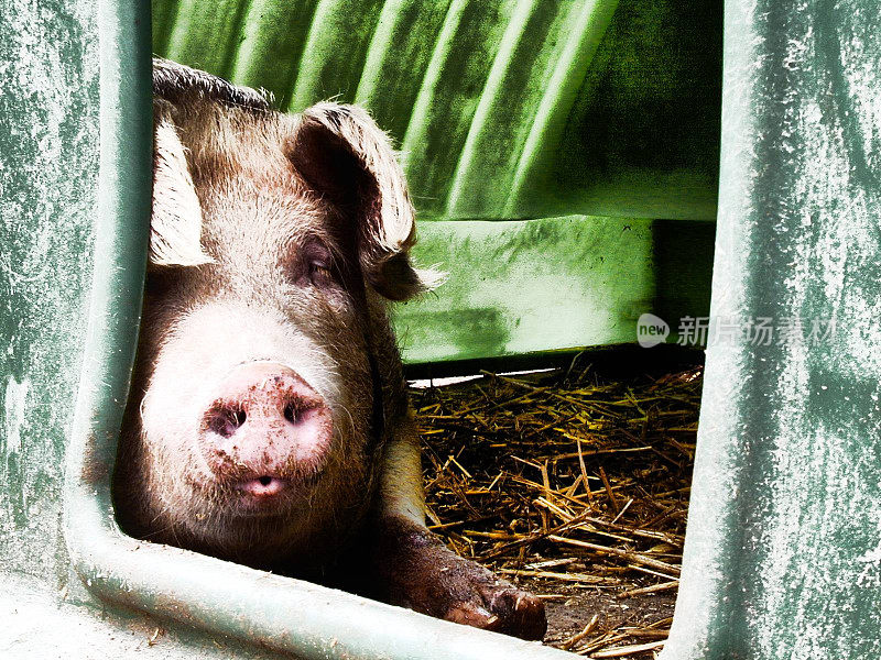 睡猪坐在塑料猪圈和稻草