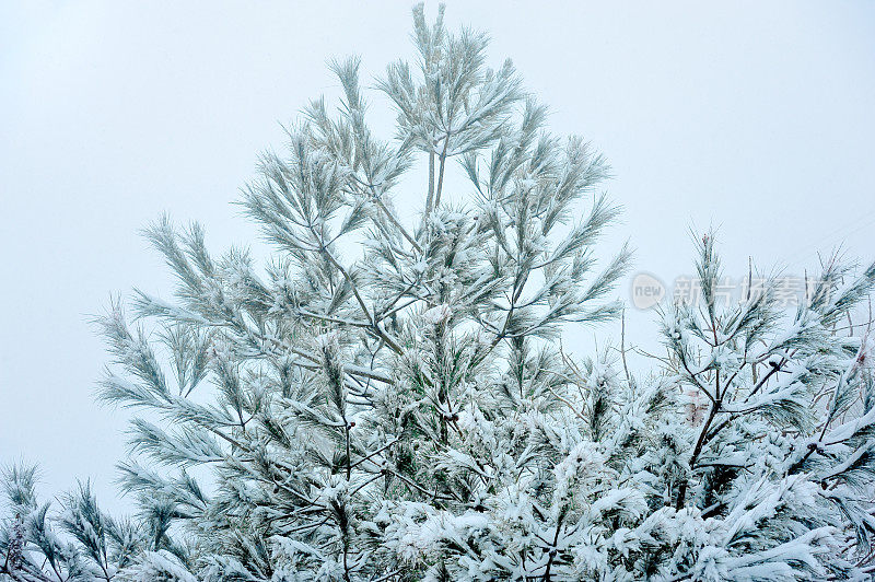 白雪覆盖了松树