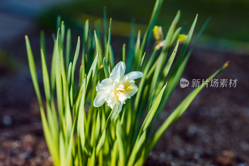 水仙花