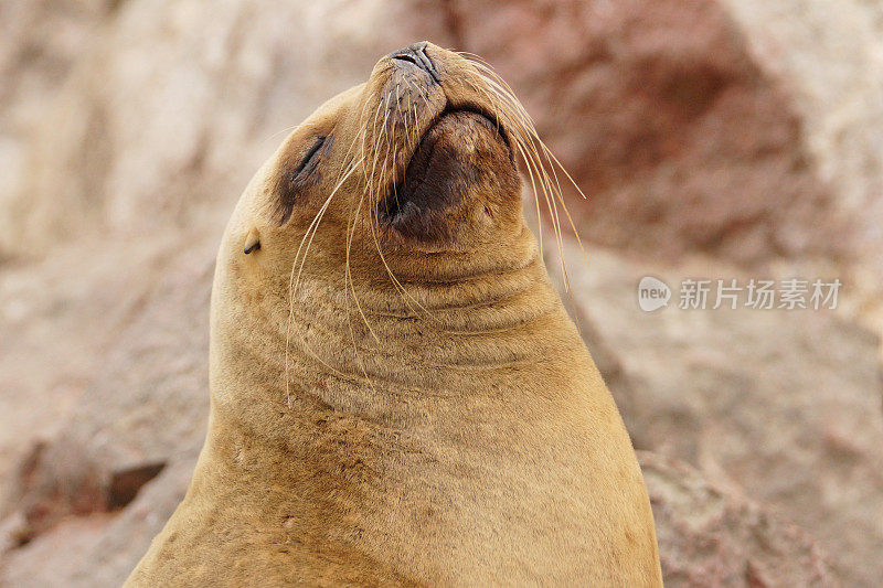 南美海狮