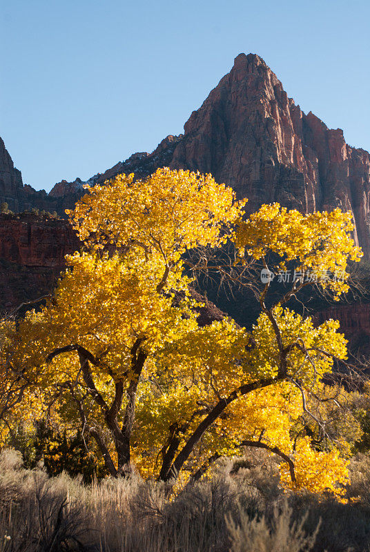 金黄色的黄色叶子守望者峰锡安国家公园犹他州