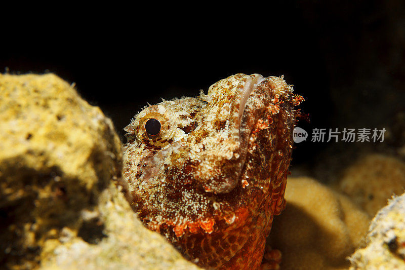 水下海洋生物珊瑚礁