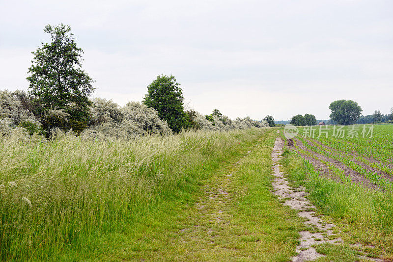 穿过草地景观的路径